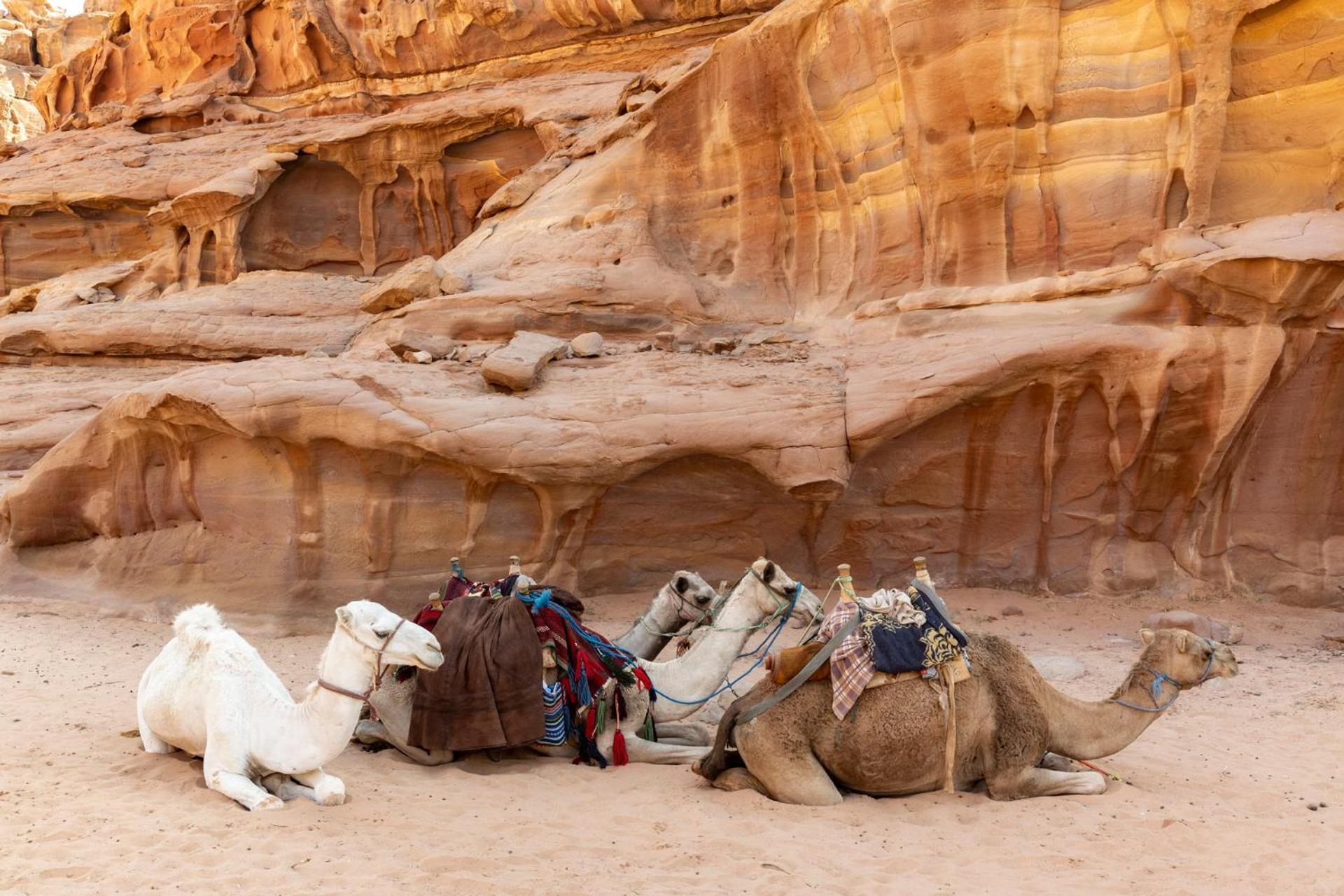 Wadi Rum Camp& Jeep Tour Bagian luar foto
