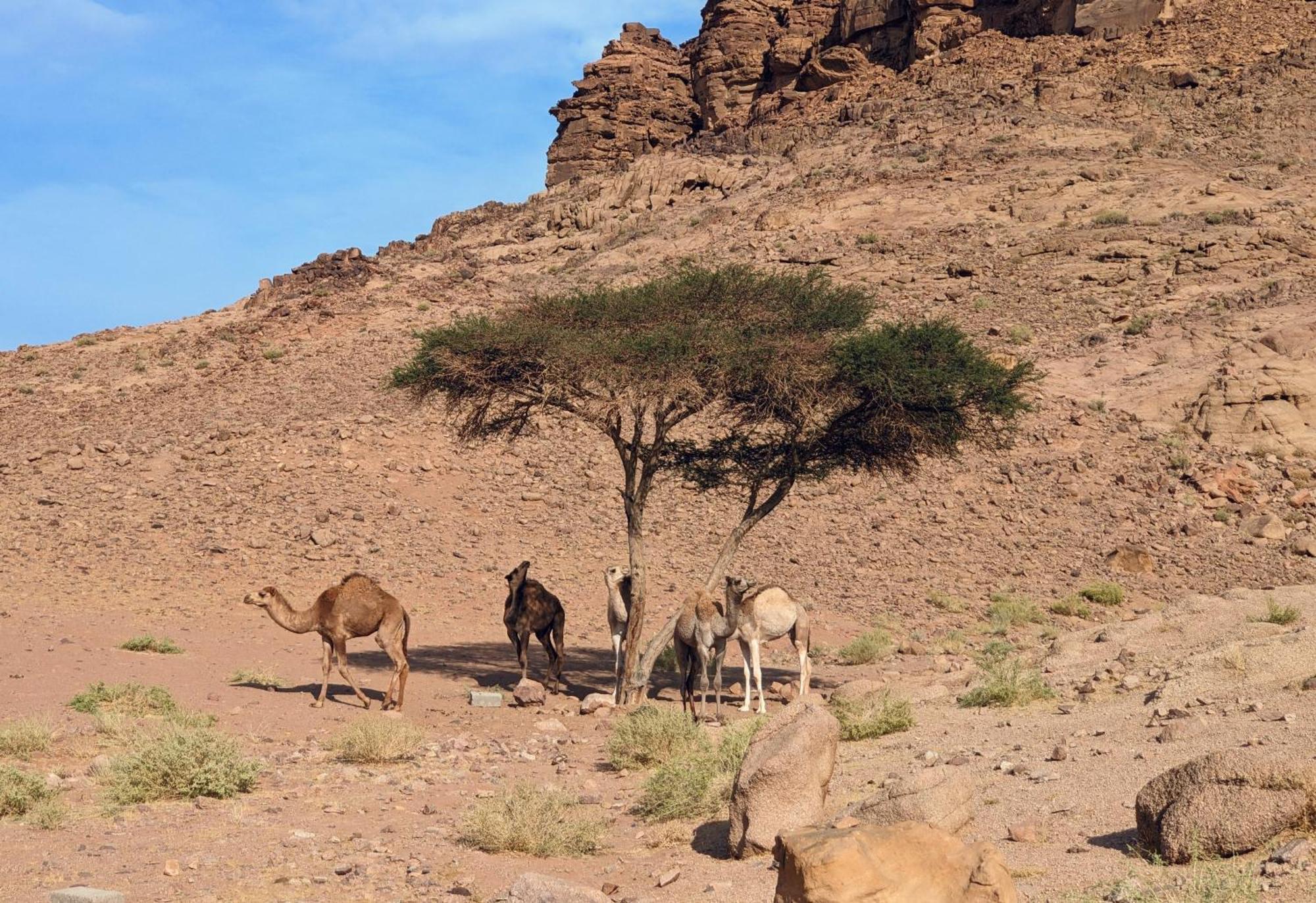 Wadi Rum Camp& Jeep Tour Bagian luar foto